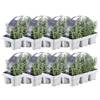 Blauer Duft-Lavendel von Plants by Frank