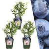 Heidelbeeren von Plants by Frank