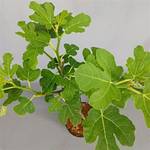 Plantenwelt Feigenbaum Brown Turkey