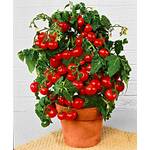 Prademir Cocktailtomate