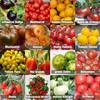 Tomaten Saat Set von Prademir