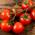 Tomatensamen Kirschtomate von Prademir