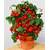 Prademir Tomatensamen Minibel