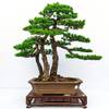 Japanische Weißkiefer von Qenci