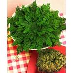 Rose jericho Rose von Jericho