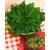 Rose jericho Rose von Jericho