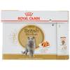 British Shorthair von Royal Canin