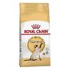Siamese von Royal Canin
