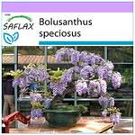 Saflax Afrikanischer Blauregen