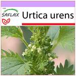 Saflax Brennnesselsamen