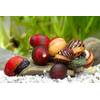 Rote Rennschnecke von Teich Schnecken und Muscheln
