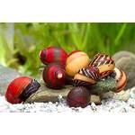 Teich Schnecken und Muscheln Rote Rennschnecke