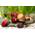 Rote Rennschnecke von Teich Schnecken und Muscheln