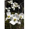 Cornus florida von Seedeo