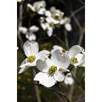 Seedeo Cornus florida