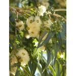 Seedeo Eucalyptus Samen
