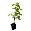 Judasbaum 20 cm von Seedeo
