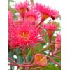 Roter Eucalyptus von Seedeo