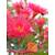 Seedeo Roter Eucalyptus