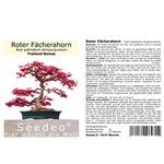 Seedeo Roter Fächerahorn