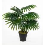 Seidenblumen Roß Fächerpalme