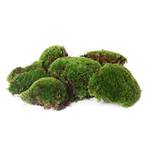 Sphagnum-shop.com Bollenmoos
