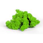 Sphagnum-shop.com Islandmoos