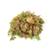 Sphagnum Shop Sphagnum-Moos
