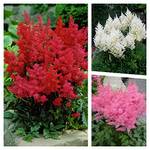 Stauden Gänge Astilbe arendsii Set
