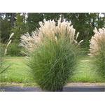 Stauden Gänge Chinaschilf Miscanthus Sinensis