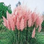 Stauden Gänge Cortaderia seloana
