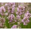 Echter Lavendel von Stauden Gänge