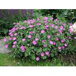 Stauden Gänge Geranium Sanguineum