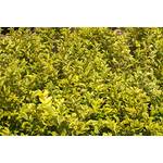 Stauden Gänge Goldliguster