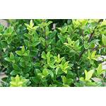 Stauden Gänge Japanische Stechpalme