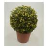 Ilex crenata 'Convexa‘ von Stauden Gänge