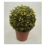 Stauden Gänge Ilex crenata 'Convexa‘