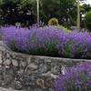 Lavandula Munstead von Stauden Gänge