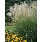 Stauden Gänge Miscanthus sinensis Graziella