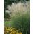 Stauden Gänge Miscanthus sinensis Graziella