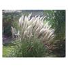 Miscanthus sinensis Silberfeder von Stauden Gänge