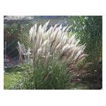 Stauden Gänge Miscanthus sinensis Silberfeder