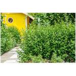 ‎Stauden Gänge Ovalblättriger Liguster Green Diamond