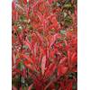 Photinia fraseri 'Little Red Robin‘ von Stauden Gänge