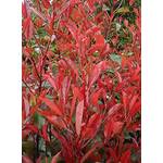 Stauden Gänge Photinia fraseri Little Red Robin