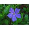 Vinca minor von Stauden Gänge