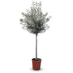 Sunny Tree Olivenbaum Olea Europaea