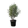 Olivenbaum Strauchform von Sunny Tree