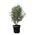 Olivenbaum Strauchform von Sunny Tree
