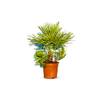 Chamaerops Humilis von Sunny Tree